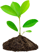 Planta